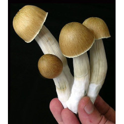 05 gr cogumelos magicos...